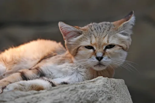 Невеста из Франции: барханный кот из Новосибирского зоопарка больше не одинок
