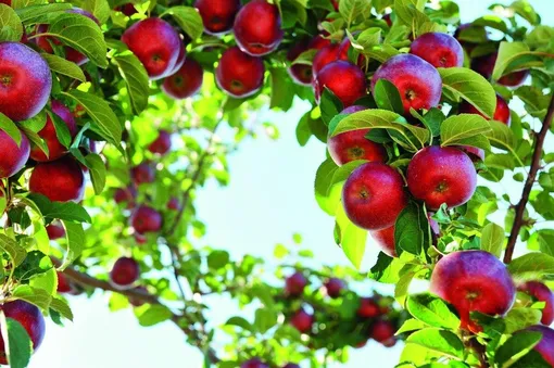 Сорта плодовых деревьев устойчивых к болезням