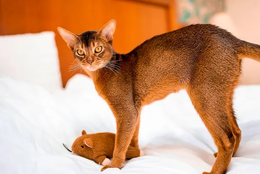 Какие породы кошек считают самыми милыми: 5 самых обаятельных кошек с фото