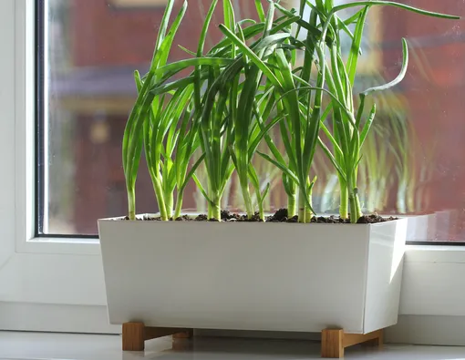 Как быстро вырастить дома зелёный лук на подоконнике