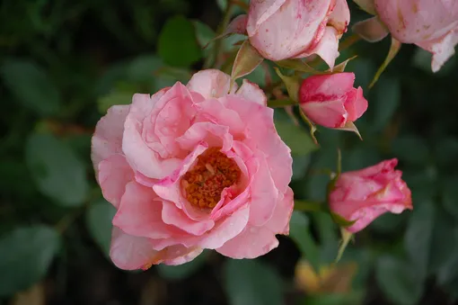 Английские розы — сорт Гейша