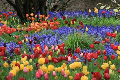 Клумба с большим количеством цветущих тюльпанов и гиацинтов
