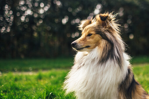 Пациентливый и дружелюбный характер