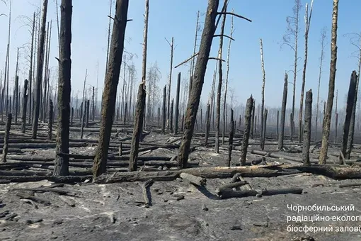 У Чернобыля уже 10 дней горит лес: чем это грозит и почему не могут потушить