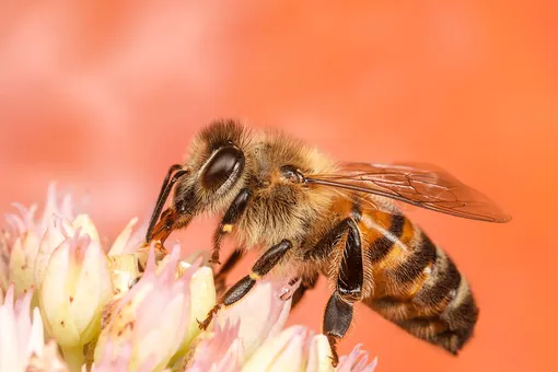 Как спасти медоносных пчёл: 3 простые вещи, которые нужно сделать в своём дворе!