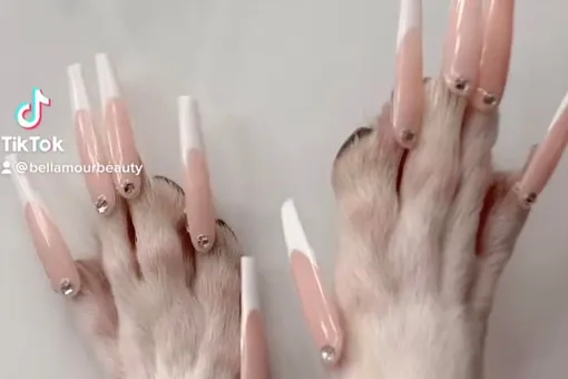 «Зачем?!»: мастер маникюра наращивает ногти своей собачке