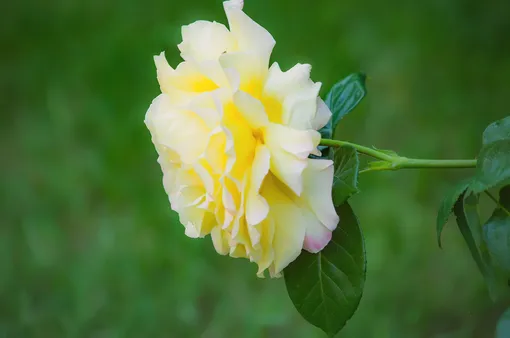 Ремонтантные розы — сорт Глория Дей