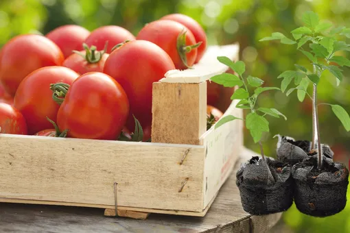 Чем и как подкармливать рассаду помидоров, чтобы она выросла здоровой и крепкой