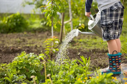 3 самые большие ошибки при поливе огорода и как их избежать