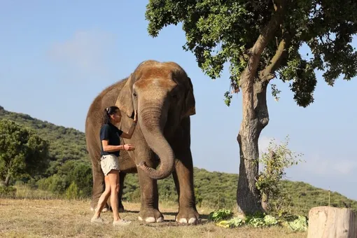 Подарила 10 лет счастливой жизни: умерла слониха, спасённая принцессой Монако Стефанией от усыпления