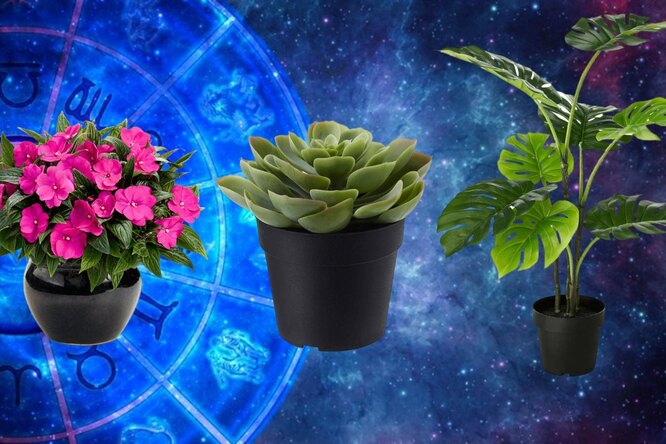 Nechte se překvapit hned teď! Nejlepší rostlina pro vaše znamení zvěrokruhu