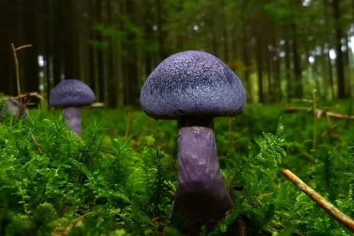 Что такое «условно-съедобные» грибы и можно ли их собирать?