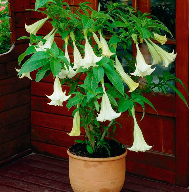 Květináče a substrát pro Brugmansia