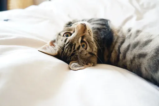 почему кошки любят спать в постели
