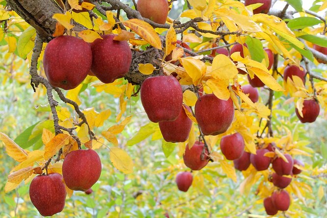 Чем подкормить яблони осенью для хорошей зимовки