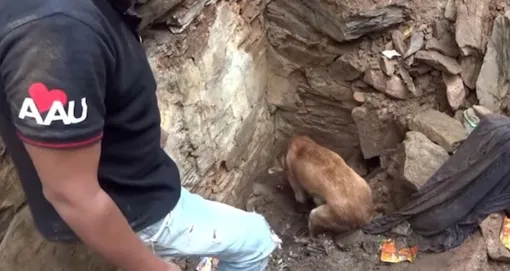 спасение щенков из-под завалов