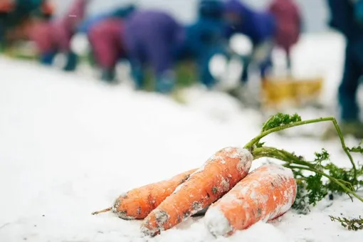 Сроки посадки моркови под зиму по регионам