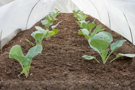 Как вырастить капусту