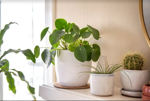 Пилея пеперомиевидная, комнатное растение на подоконник (фото)