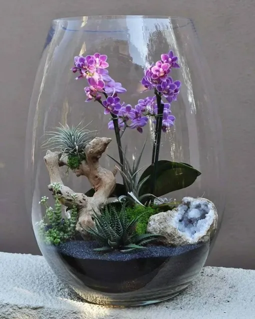 Различные сорта миниатюрных орхидей
