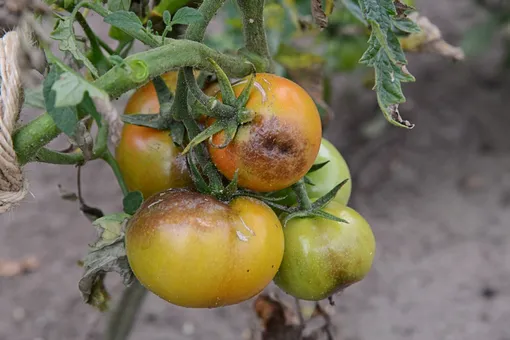 Особенности проявления фитофтороза томатов
