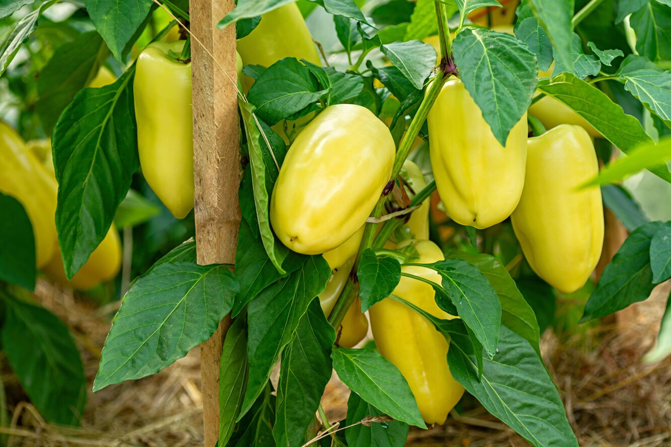 Перец жёлтый сладкий: 12 сортов и их подробное описание