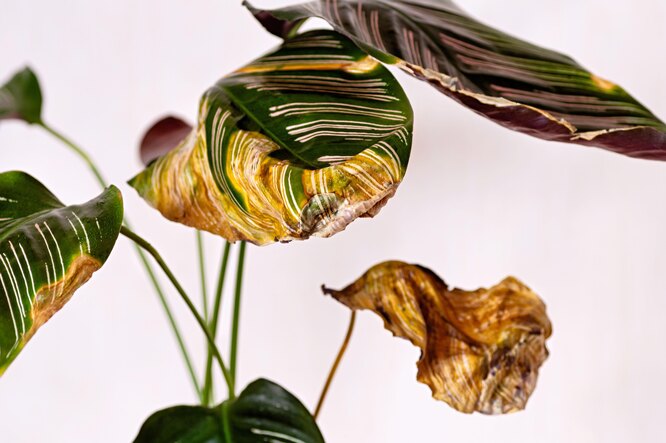 Nesprávná péče o calathea