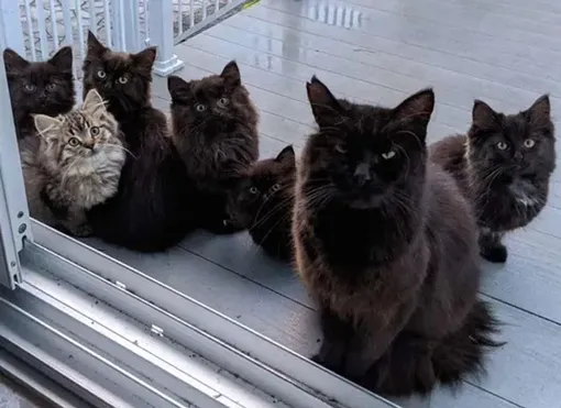 кошка с котятами