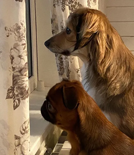 Собаки обожают смотреть на прохожих и встречать «своих», и от носов все время на окнах пятна.