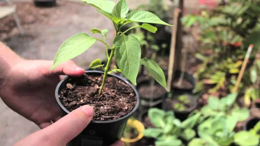 Как посадить рассаду перцев в грунт шаг за шагом