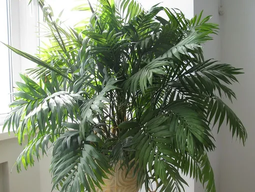 хамедорея, комнатный цветок пальма фото