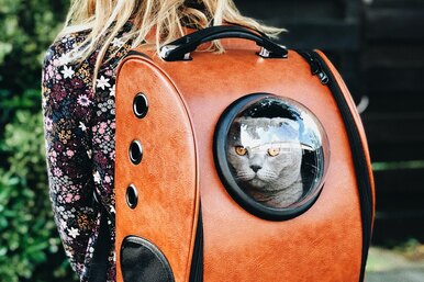 Как перевозить кошку без стресса: 9 актуальных советов