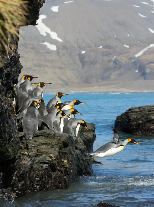 Королевские пингвины ныряют в воду