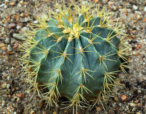 В комнатных условиях бочкообразный кактус может вырастать до 1 м