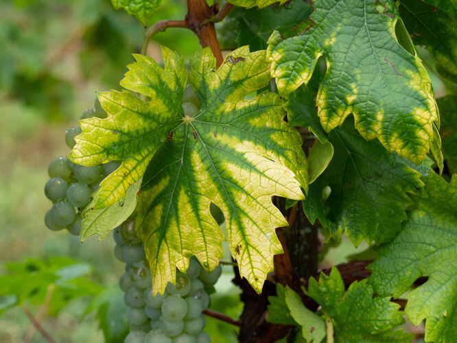 обработка винограда от болезней заболевания винограда