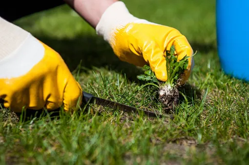 Основные методы избавления от нежелательной растительности на дачном газоне — химический и механический