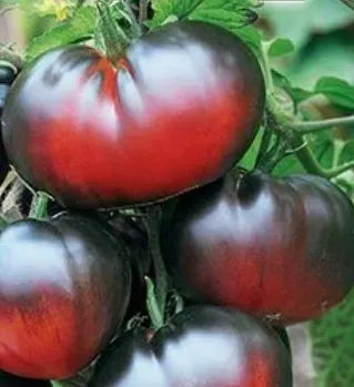 Черноплодные томаты