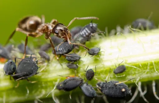 Профилактические меры в борьбе с муравьями