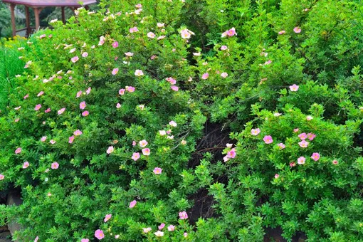 Лапчатка кустарниковая — компактный зимостойкий неприхотливый кустарник для живой изгороди