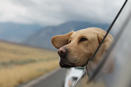 10 советов для удачных поездок с животными на машине