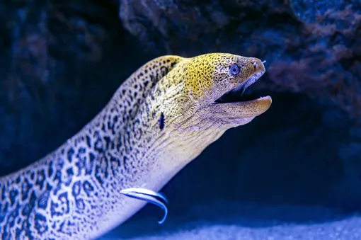 Мурена, самые ядовитые рыбы в мире