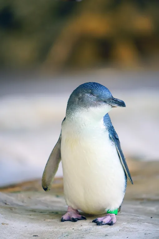 Малый пингвин, или голубой пингвин