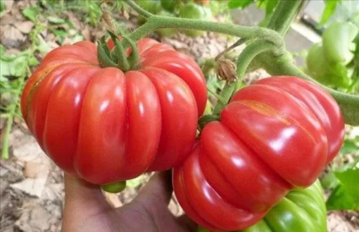 Крупноплодный томат Японский краб