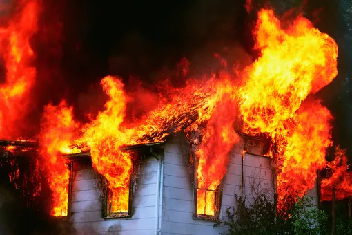 Австралию атаковали полчища мышей, одной семье они сожгли дом