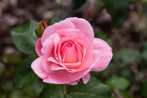 Роза, названная в честь Елизаветы II.