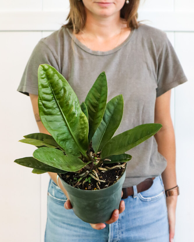Anthurium superboom