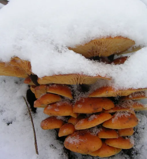 Опёек зимний – гриб фламмулина. Фото: wikipedia