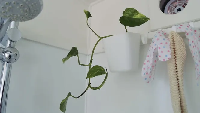 Растение в душевой кабине