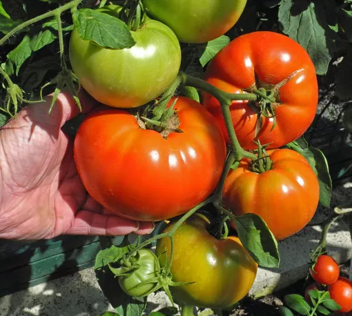 Крупноплодный томат Тяжеловес Сибири