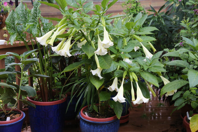 Brugmansia indoor: tajemství pěstování 
